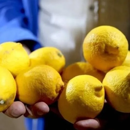 Pestisit Alarmı! 55 Ton Limon İmha Edildi